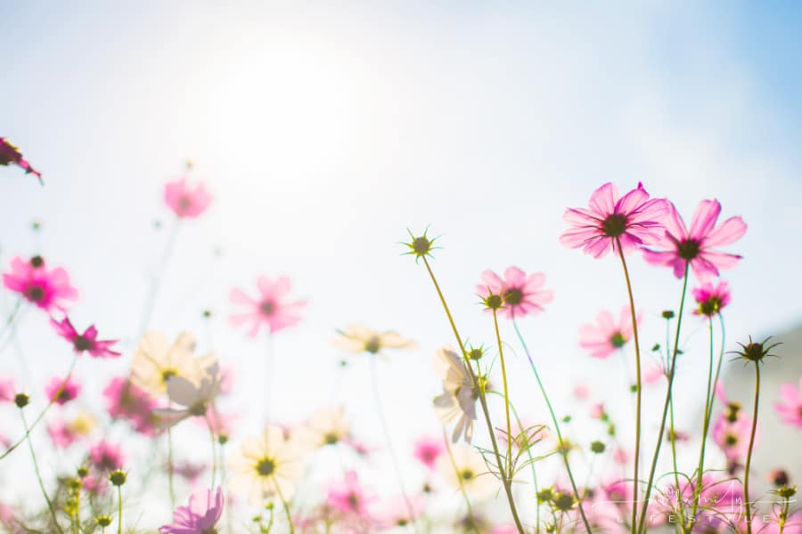 pink cosmos flowers in bokeh texture soft blur blue sky