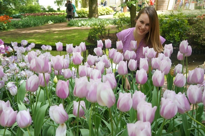 Tulip fields Tulip fields