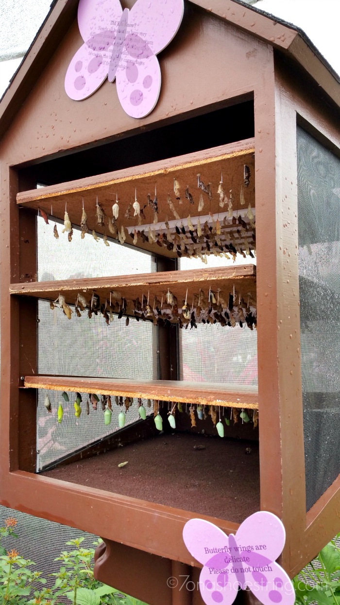 butterfly garden Epcot