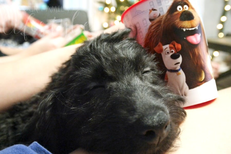 family movie night with pets