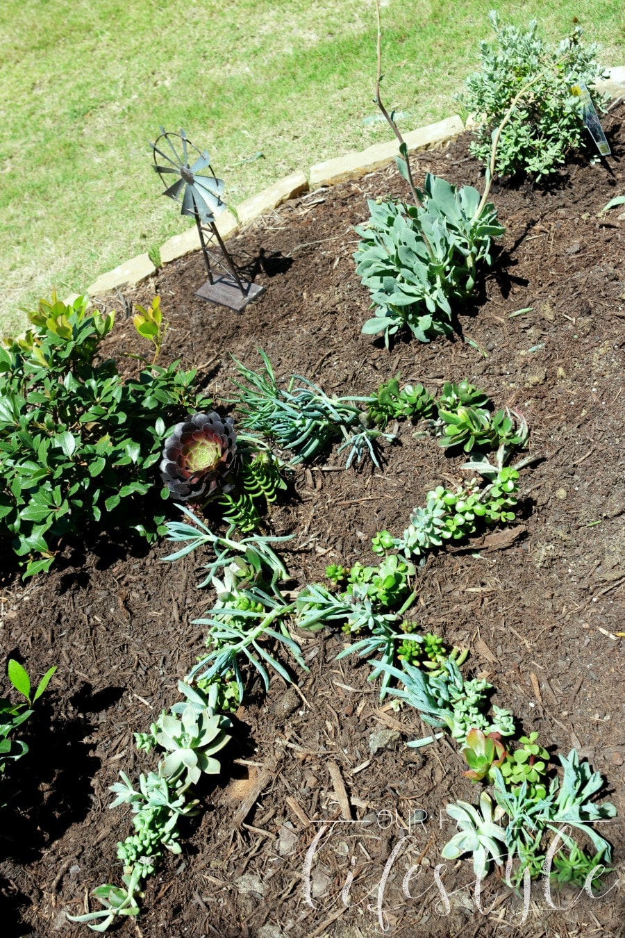 succulent initial garden