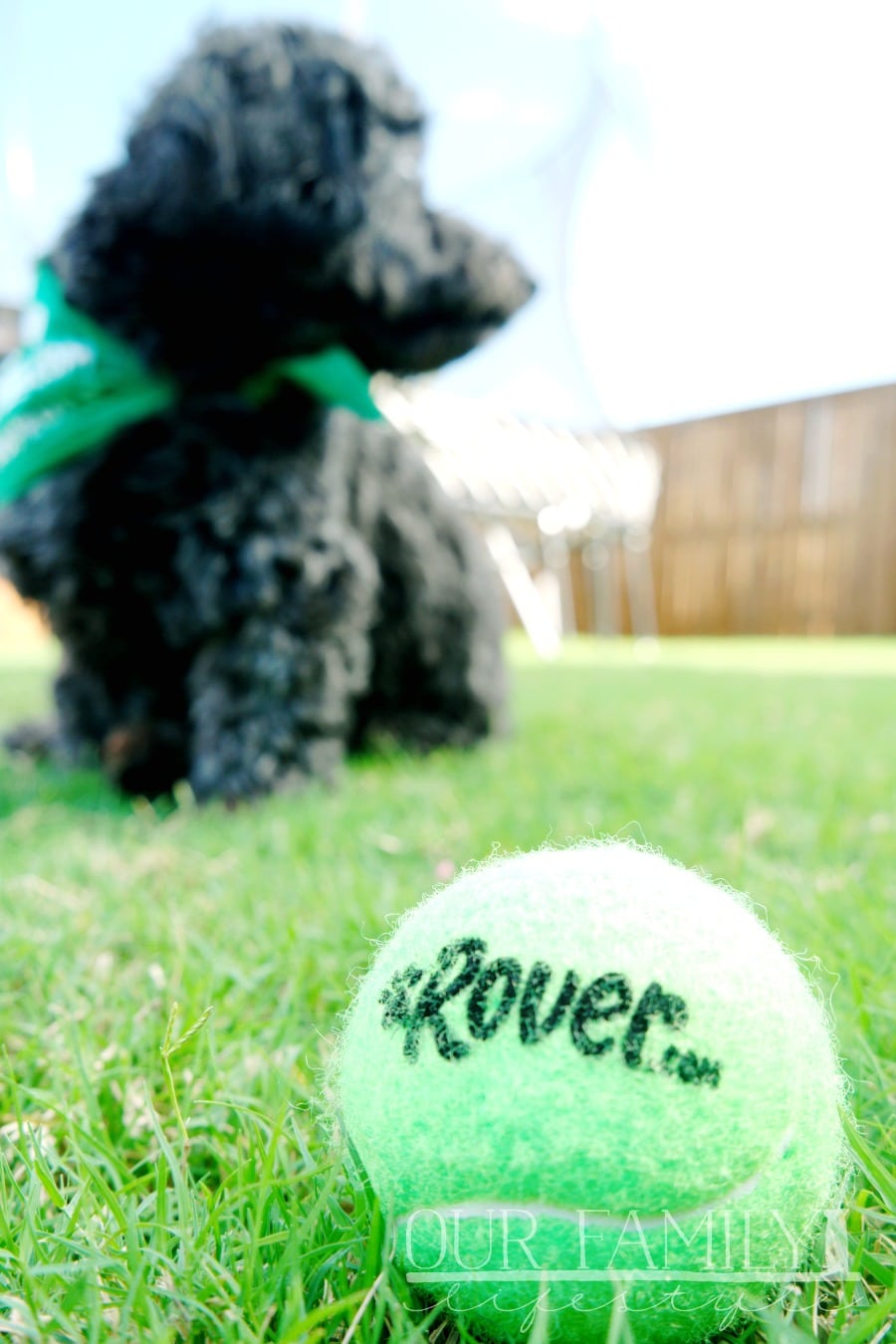 Rover Pet Sitting Dog Walking