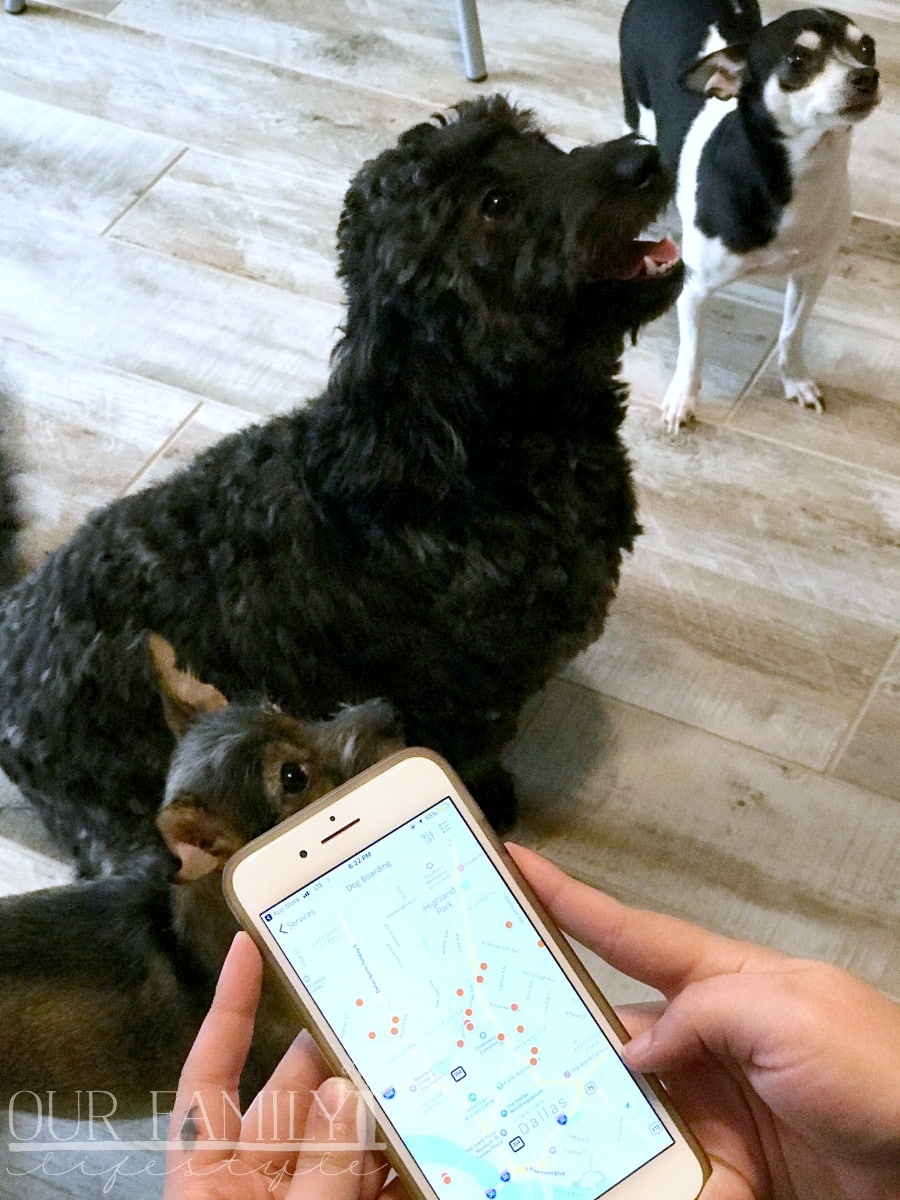 Rover app for dog sitters