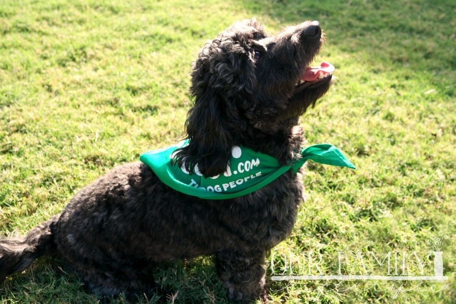 Rover.com pet sitting and walking