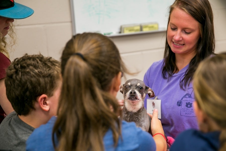 Royal Canin Become a Veterinarian Contest