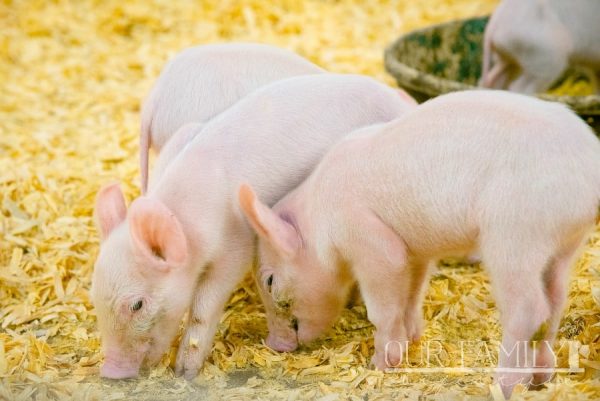 Children's Health Barnyard